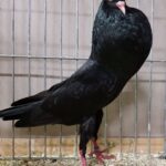 Tiere_103