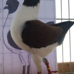 Tiere_105