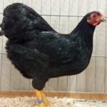 Tiere_123