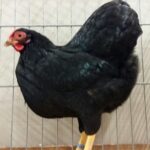 Tiere_124