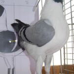 Tiere_126