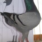 Tiere_133