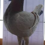Tiere_134