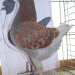 Tiere_135