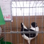 Tiere_137