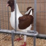 Tiere_138