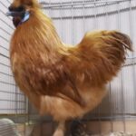 Tiere_147