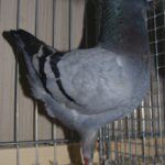 Tiere_14