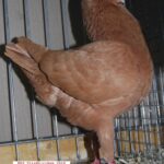 Tiere_15