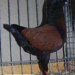 Tiere_17