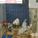 Tiere_26