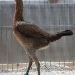Tiere_28