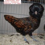 Tiere_29