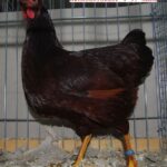 Tiere_32