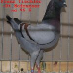 Tiere_45