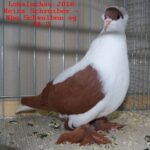 Tiere_48