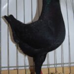 Tiere_55