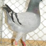 Tiere_58