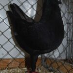 Tiere_59