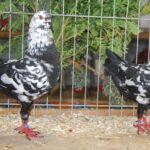 Tiere_61