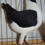 Tiere_62