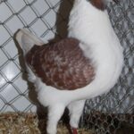Tiere_67