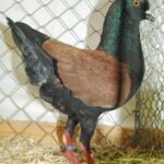 Tiere_70