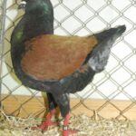Tiere_71