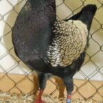 Tiere_72
