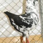 Tiere_74
