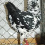 Tiere_75