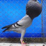 Tiere_78