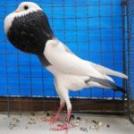Tiere_81