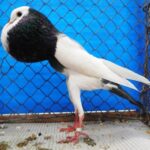 Tiere_82