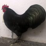 Tiere_83