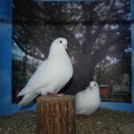 PR_Tiere_25