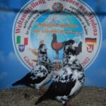 PR_Tiere_30