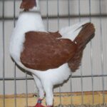 PR_Tiere_51