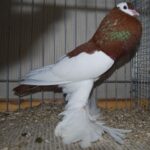 PR_Tiere_53
