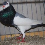 PR_Tiere_54