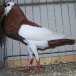 PR_Tiere_55