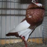 PR_Tiere_56