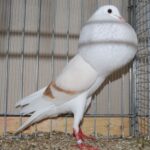 PR_Tiere_57