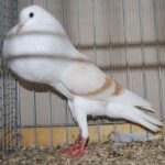 PR_Tiere_58