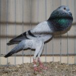 PR_Tiere_59