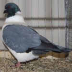 PR_Tiere_61