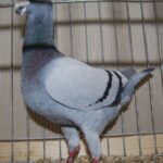 PR_Tiere_62
