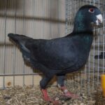 PR_Tiere_63