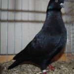 PR_Tiere_70