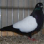 PR_Tiere_73